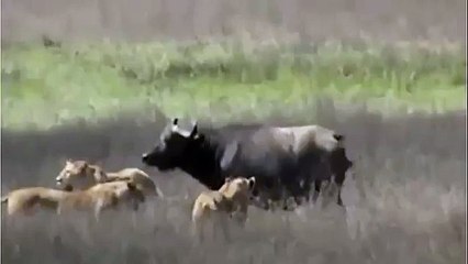 Buffalo Tries to Save Her Little Son From Lions, Wild Animal Fights