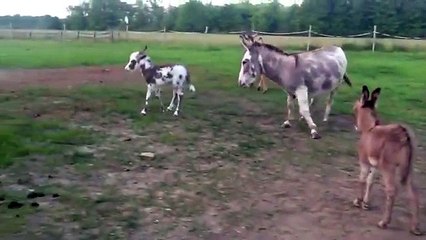 Baby donkey falls asleep!