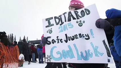 Iditarod 2015 Nenana-- Dogs didn't mind the new route720P HD