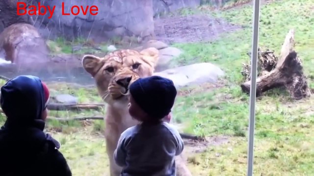 Animals Try To Attack Kids at the zoo - Funny Animals Videos