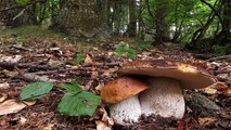 Funghi e Porcini Romania