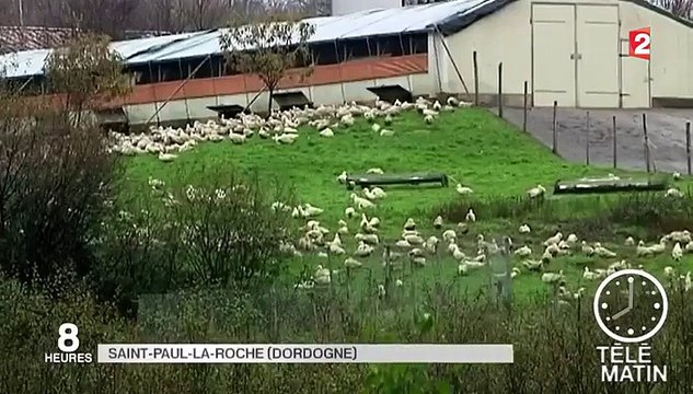 Grippe aviaire : deux nouveaux cas en Dordogne