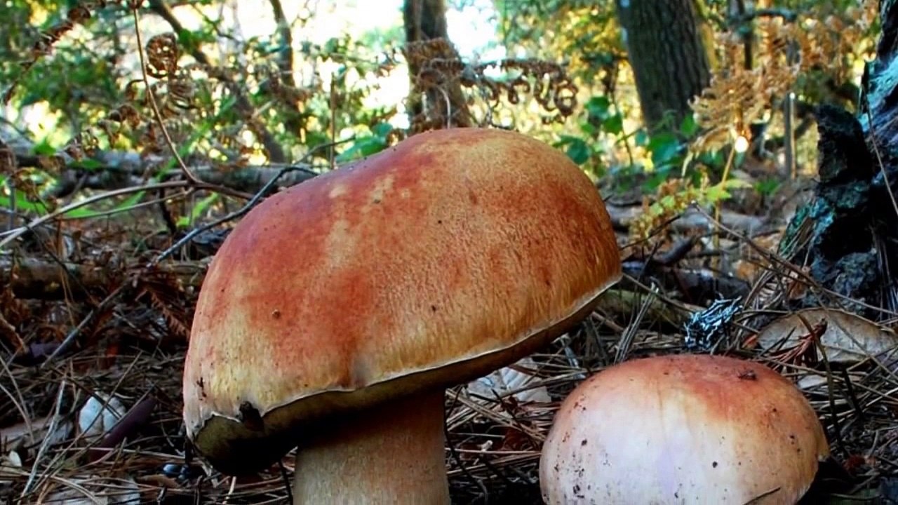 Funghi porcini bello