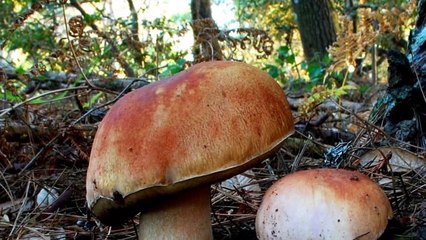 Funghi porcini bello