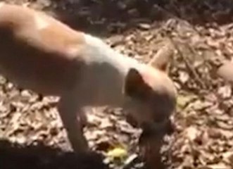 Heartbroken mother dog digs grave then buries her dead pup