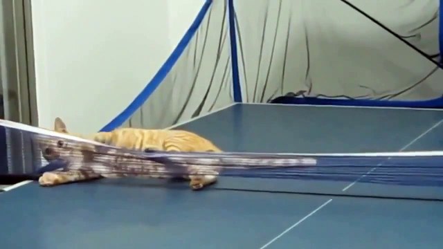 Кот играет в Пинг Понг