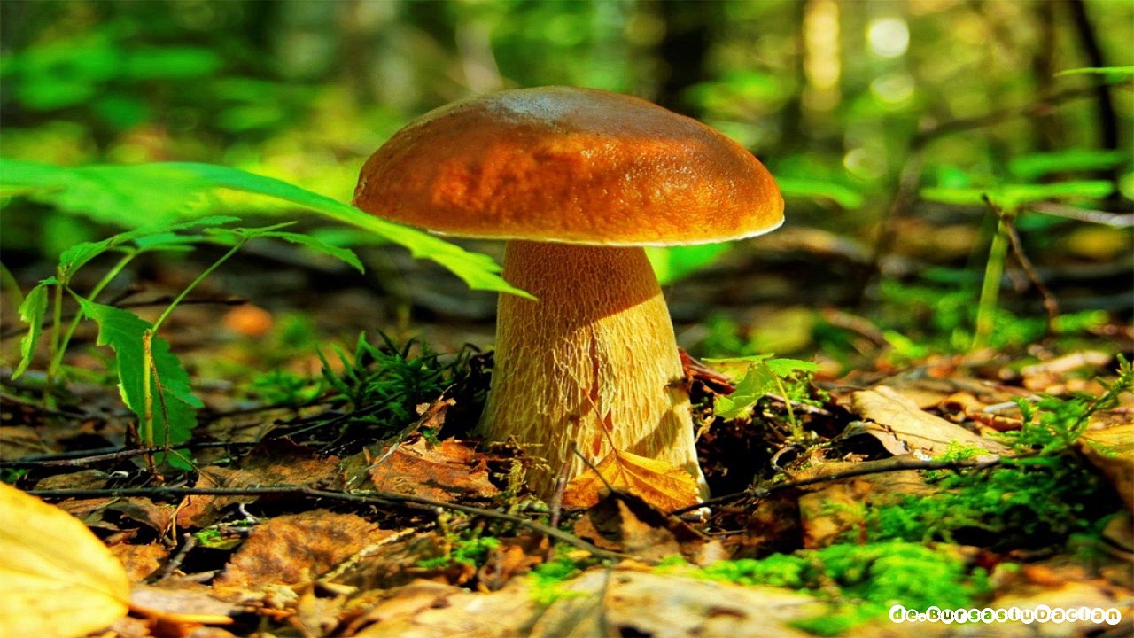 Funghi porcini Boletus edulis , aereus , pinicola ,