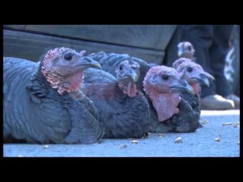 Veliaj: Dekori i ri për Tiranën, treg alternativ për të shmangur abuzimin me çmimet- Ora News