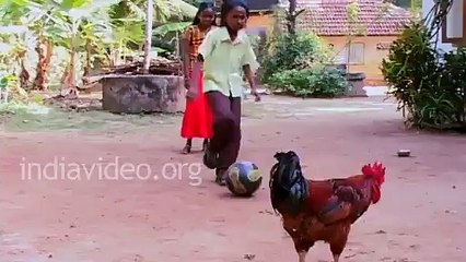 Amazing Football player Ever. Chicken playing football - Video Dailymotion