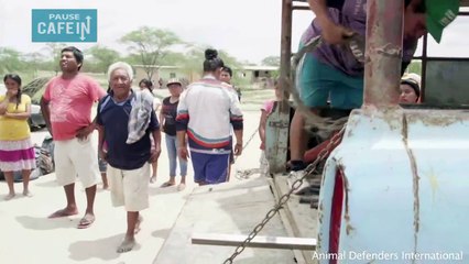 Après 20 ans de captivité, ce puma retrouve sa liberté