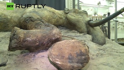 Zhenya the 37,000-Year-Old Teenage Mammoth Goes On Display
