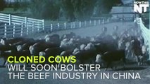 Chinese Beef Industry Will Start Cloning Cows For Consumption