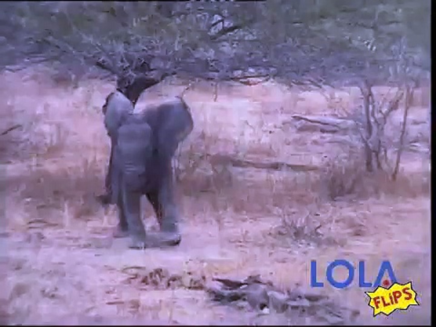 ⁣Elephant Dances to Dubstep