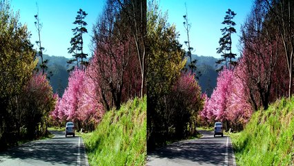 HD Club 3D Demo - Wuling Farm in Spring - 3D Side by Side (SBS)