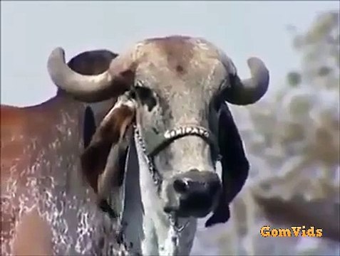 Cow giving Much Milk than Ordinary Cows