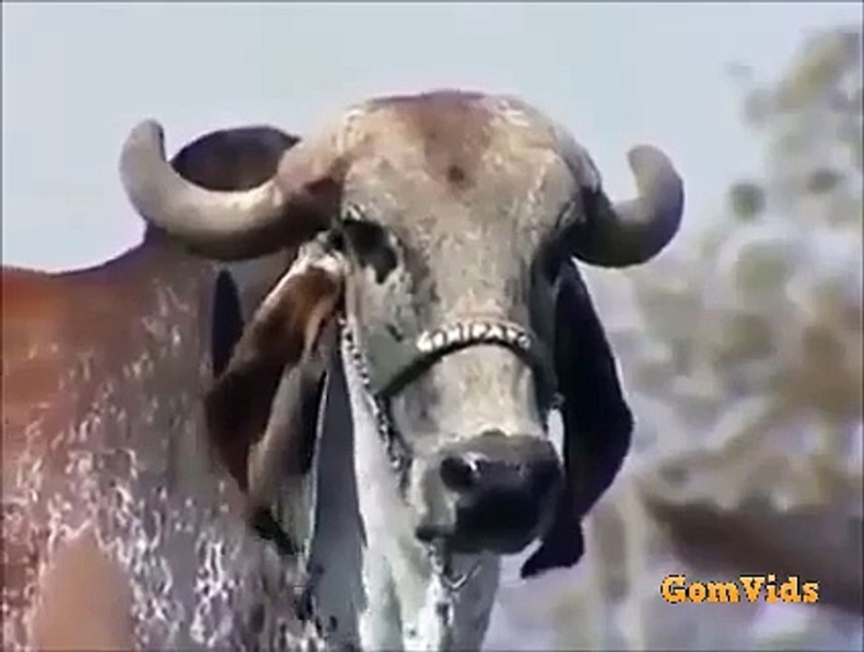 Cow giving Much Milk than Ordinary Cows