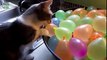 Quand des chats jouent avec des ballons... c'est le drame !