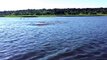 Funny Animal: Hippo Charge on Chobe River Jan2015, recorded with iPhone 6; Botswana, Awesome but crazy dangerous.