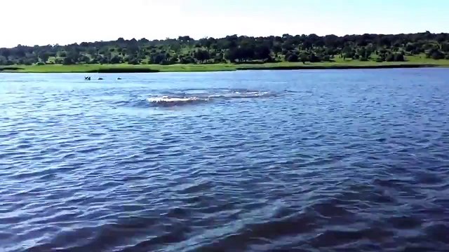 Funny Animal: Hippo Charge on Chobe River Jan2015, recorded with iPhone 6; Botswana, Awesome but crazy dangerous.