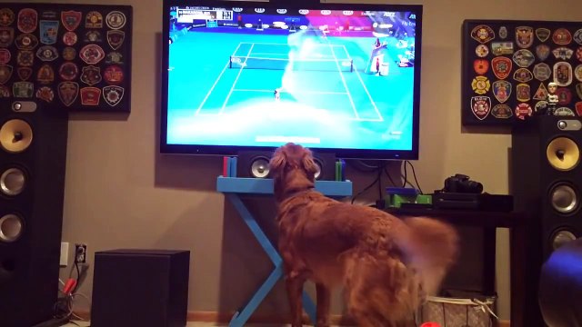 Funny Animal: Golden Retriever can't get enough of Australian Open tennis