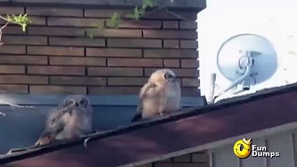 Funny Videos : Bugging Bird