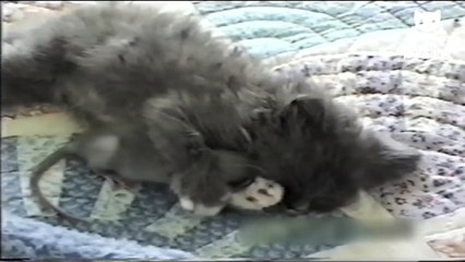 Qui avait dit que les chats et les rats ne faisaient pas bon ménage ?