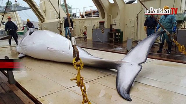 Le Japon relance la chasse à la baleine en pleine Cop 21