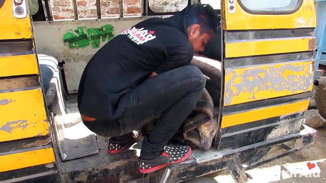 Спасение собаки, которая покрылась коркой от чесотки