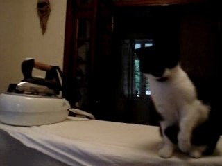 Kiara vs balle de ping pong