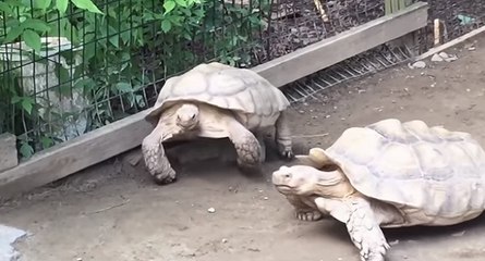Une tortue sauve sa copine coincé sur une pierre