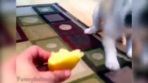 Best Funny Videos - Funny Cats and Dogs vs Lemons - Funny Animal Compilation