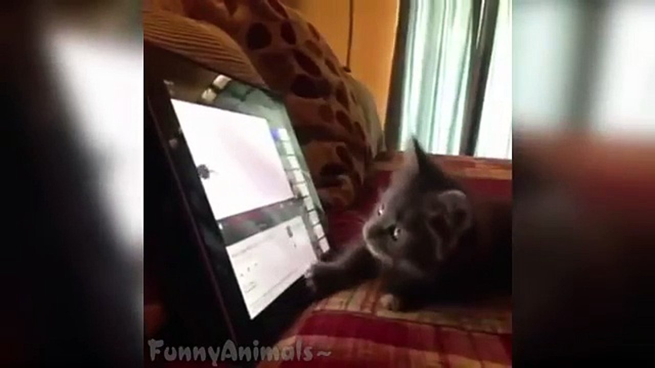 Ultimate cat vines compilation - Funny cats compilation