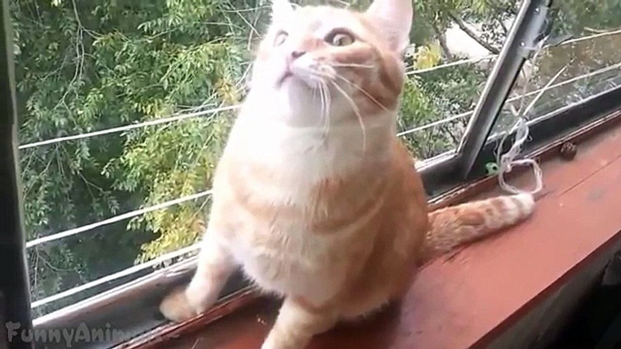 Broken Cats - Funny Cats Compilation
