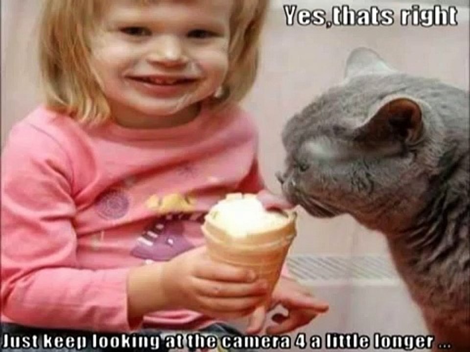 Funny Cats