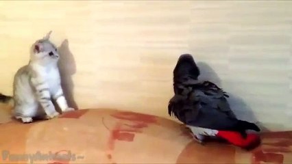 Cats and dogs vs parrots - Funny and cute animal compilation