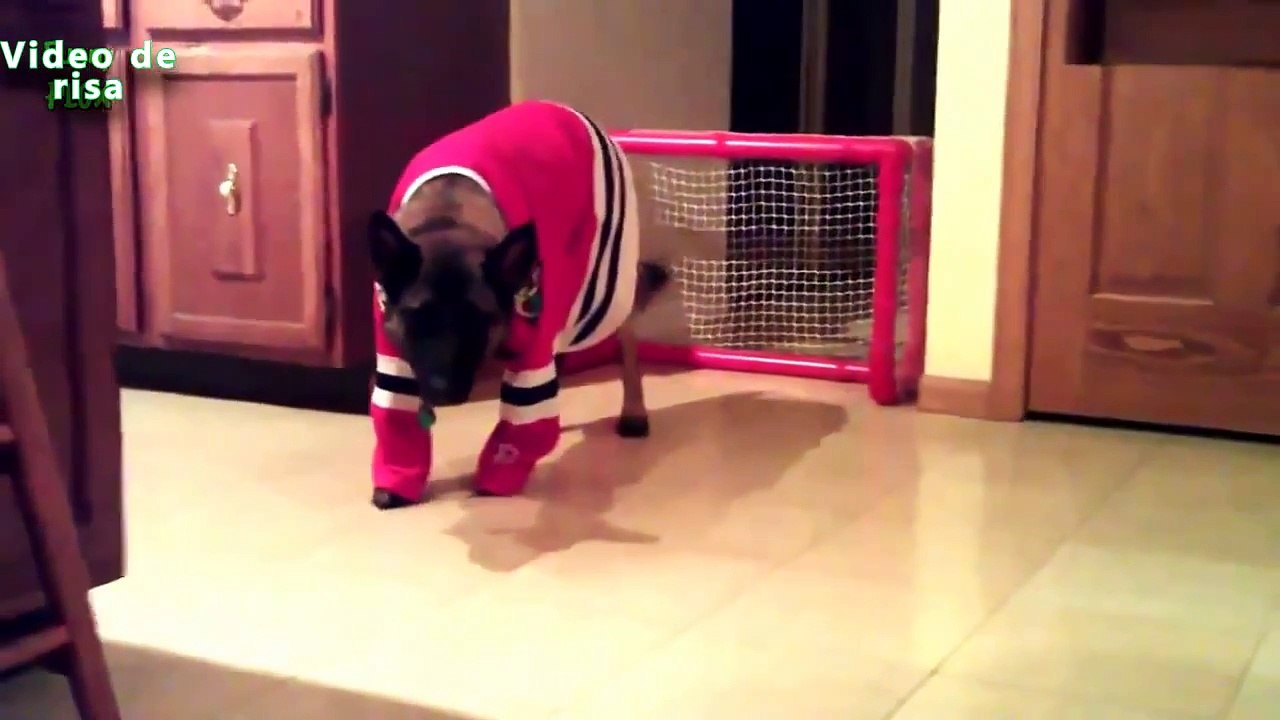 Chiens drôles jouant Sport Compilation 2014