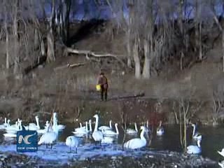 In 22 yrs Chinese fisherman plays host to wild swans in winter 2015