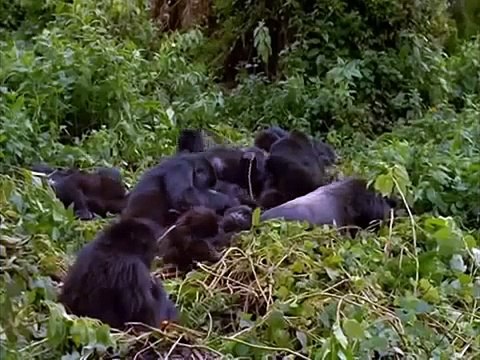 Wild Mountain Gorillas Documentary: Fighting to Survive National Geogarphic Wild Documenta