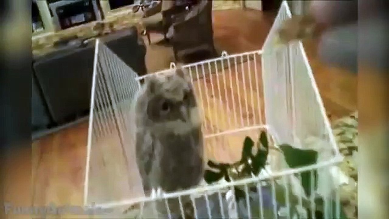Cute and Funny Owls and Owlets | Funny Best Videos 2015