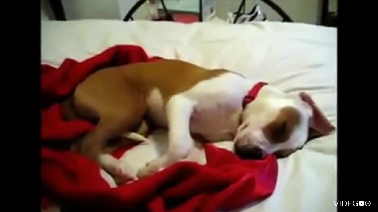 Rüya Gören 10 Tatlı Köpek Ne Yapar ?