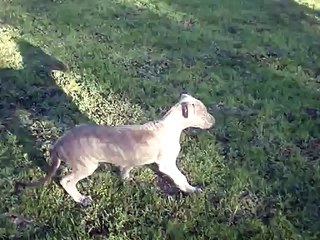 Bakara's Leo-Paul