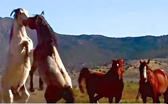 Old American Wild West singing and Wild Horses