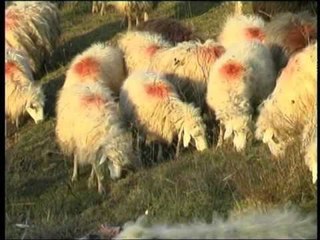 RREZIKU I BRUCELOZES MINISTRIA E BUJQESISE NIS VAKSINIMIN NE MASE TE BAGETIVE LAJM