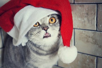 Скоро новый год. Надо купить новую ёлку.