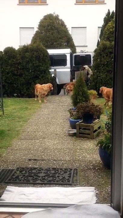 Des chiens aident à rentrer les courses