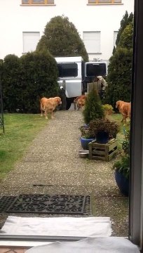 Des chiens aident à rentrer les courses