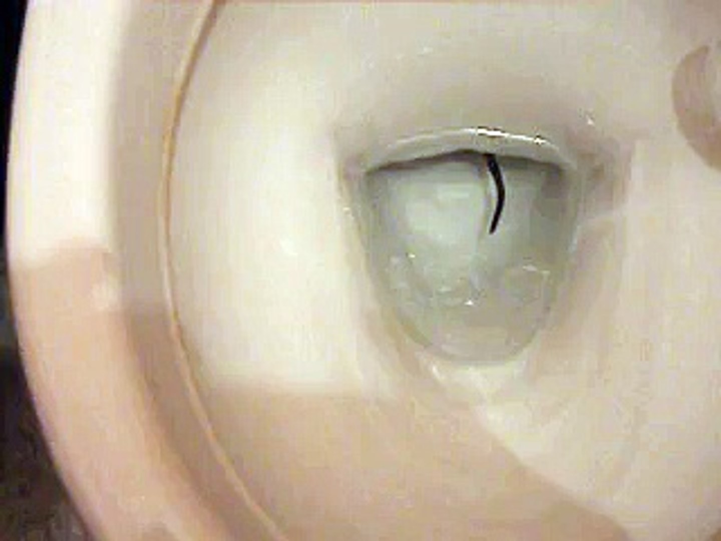 Des rats remontent dans les toilettes - Vidéo Dailymotion