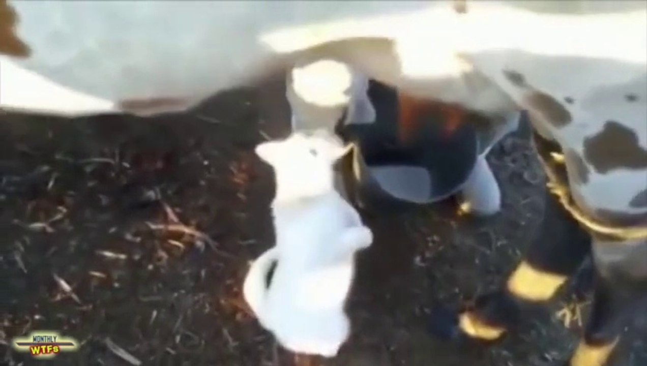 Fails Compilation 2015