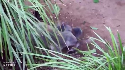 Animals Can Be Jerks Compilation 2015 NEW HD