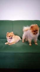 SATILIK BOO POMERANİAN THAİLAND SECERELİ YAVRULAR 05414501227